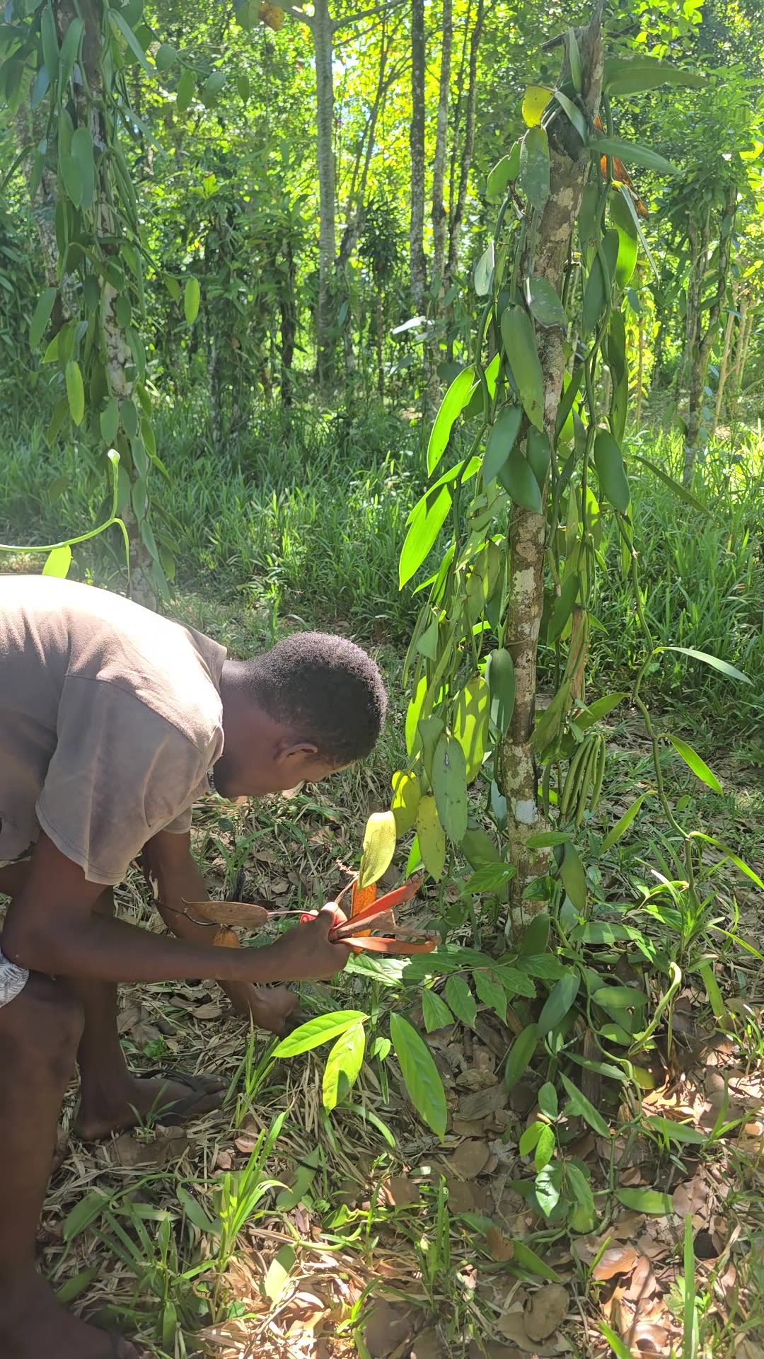 Stephano et sa famille au travail sur la plantation